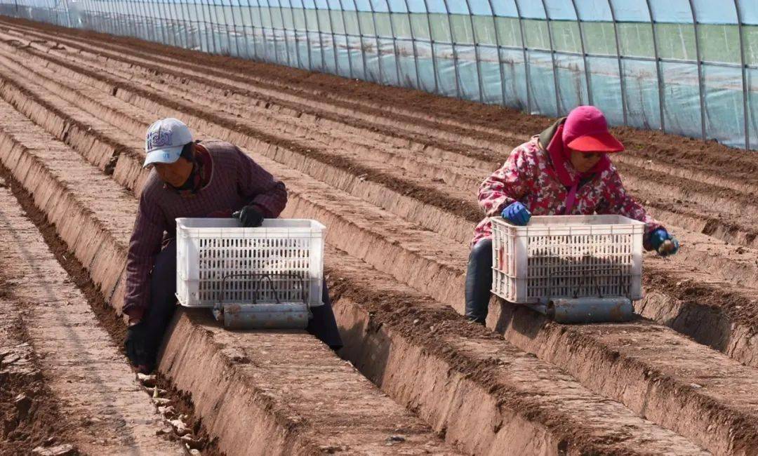磁县生姜种植忙种出美好姜来