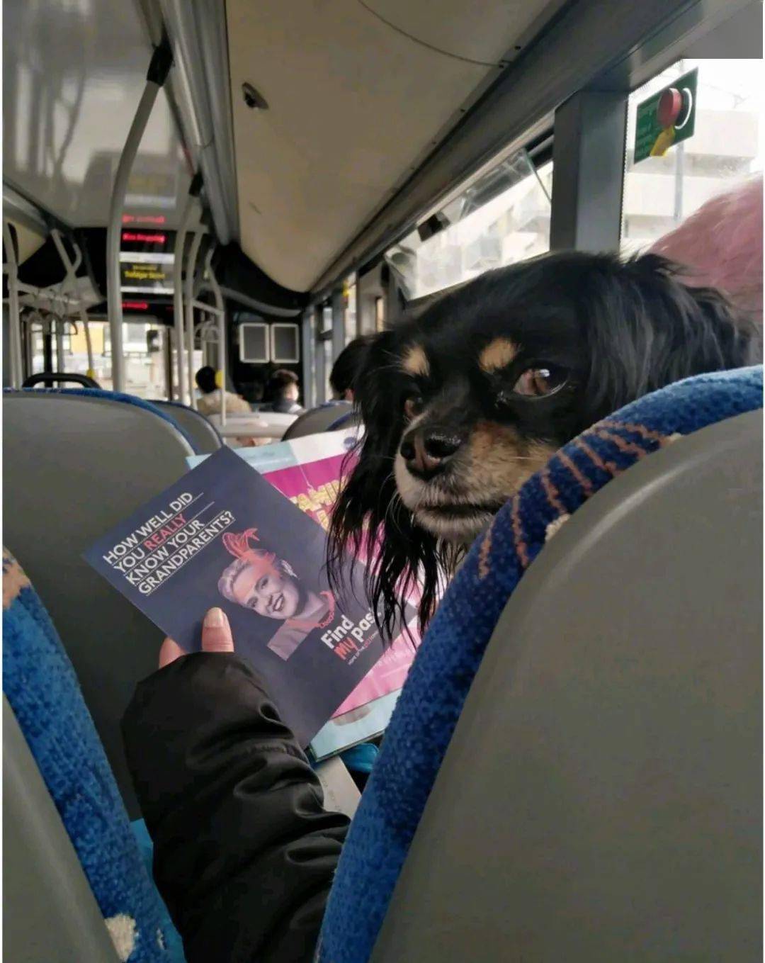 狗狗遭斩首头颅放路边网友愤怒讨伐施虐者主人却连忙澄清