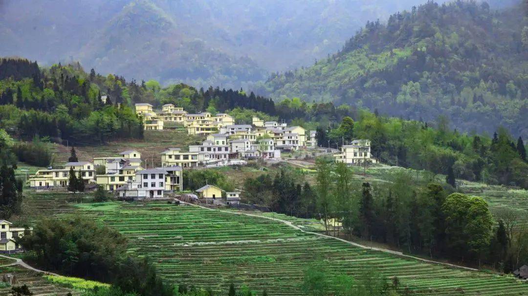 在绥江县中城镇中村村的数百亩梯田间,山花烂漫,草长莺飞,几位村民