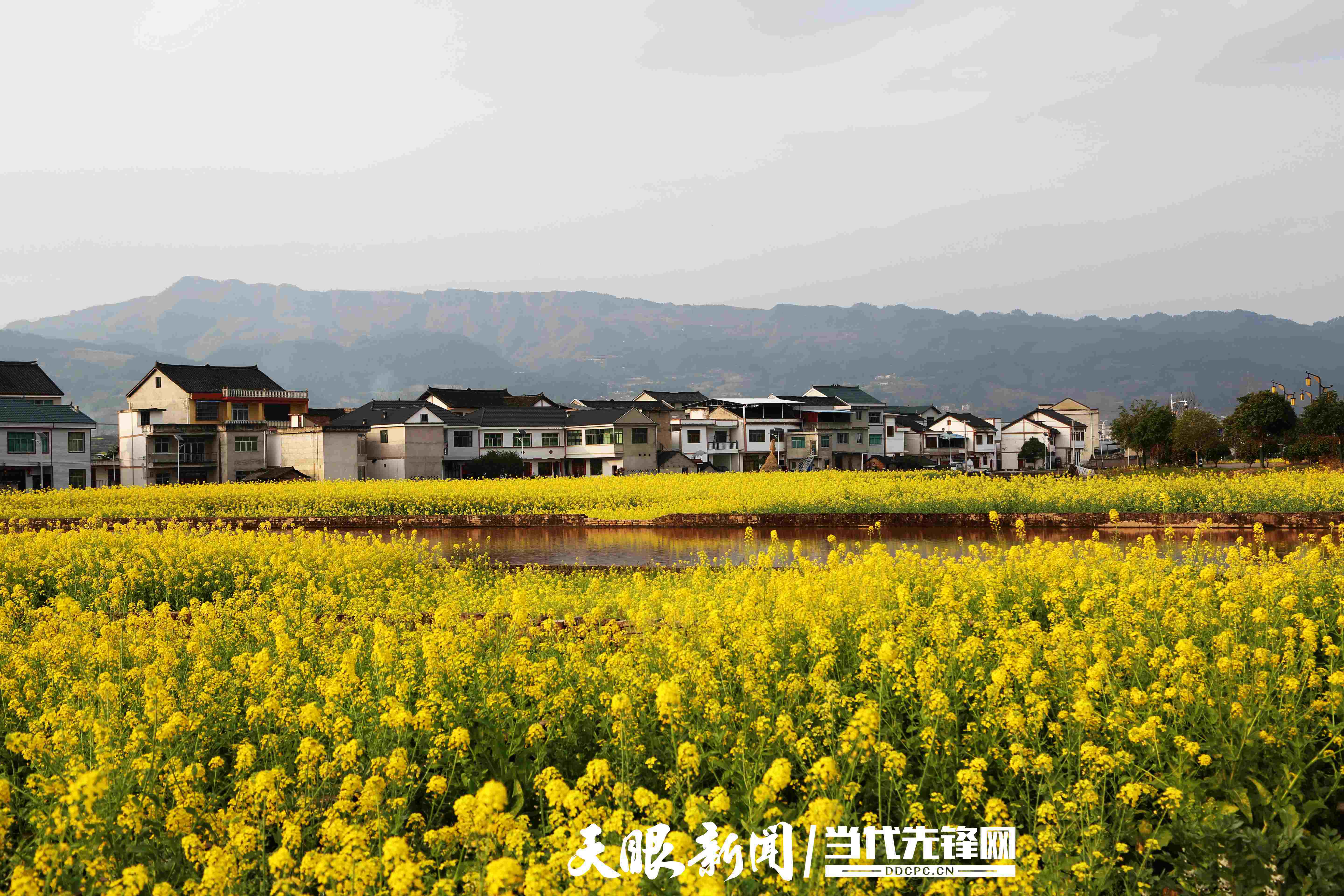 黄平县旧州镇:坝区轮作富农家_大坝_油菜花_产业