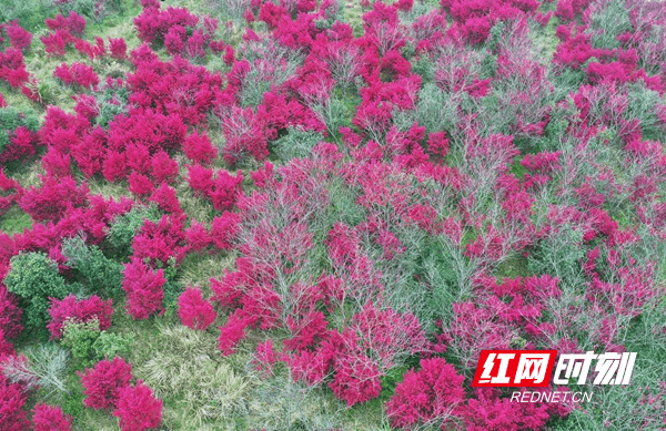 柔丝|新田：继木花开春意浓 柔丝万缕炫新红