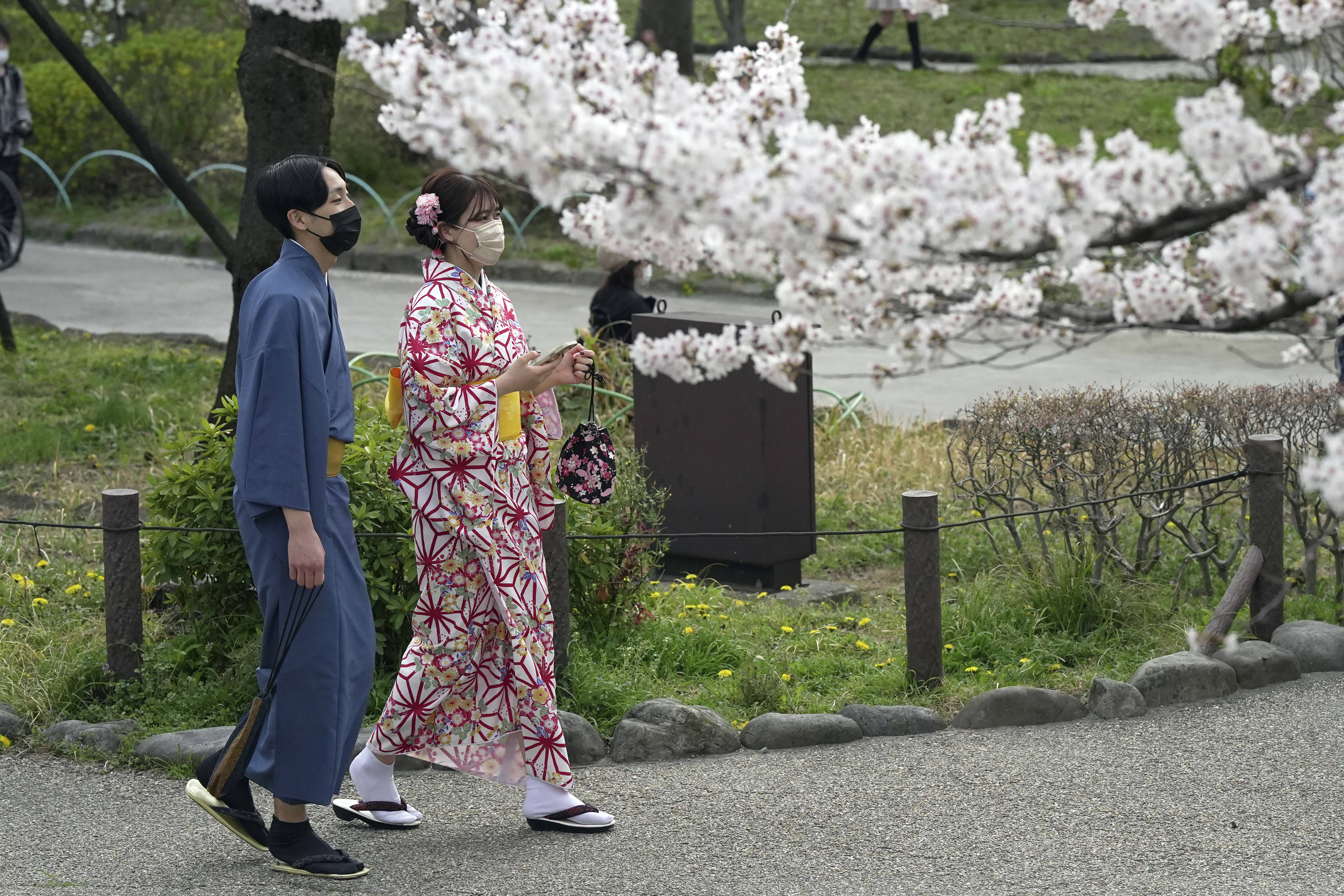 游客|东京：又是一年樱花季