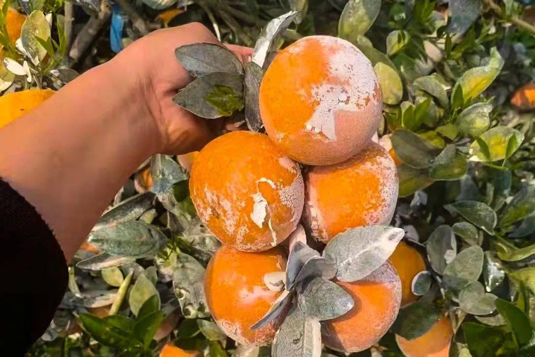 春日尝鲜别错过网红爆款脏脏柑果肉细腻一口爆汁