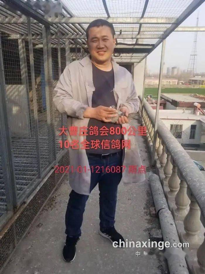 河北大曹庄鸽会800公里 飞出1580高分速_从中学_信鸽_教科书