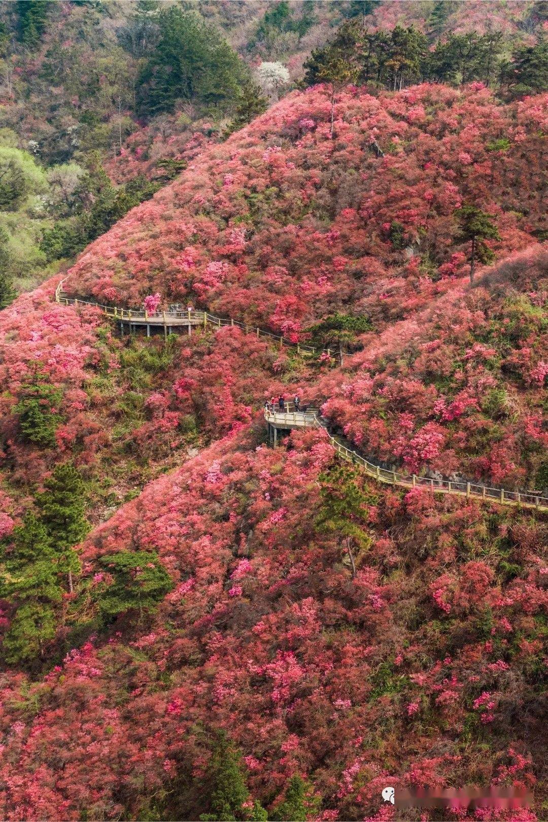 武汉这里的杜鹃花海了,量大管饱_景区_花宇山_步道