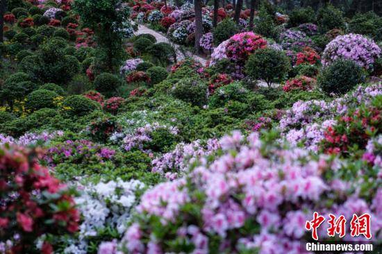 特色|重庆南山放牛村 杜鹃烂漫始盛开