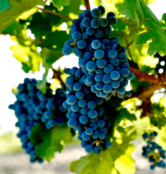 名片|贺兰山东麓葡萄酒——宁夏耀眼的紫色名片