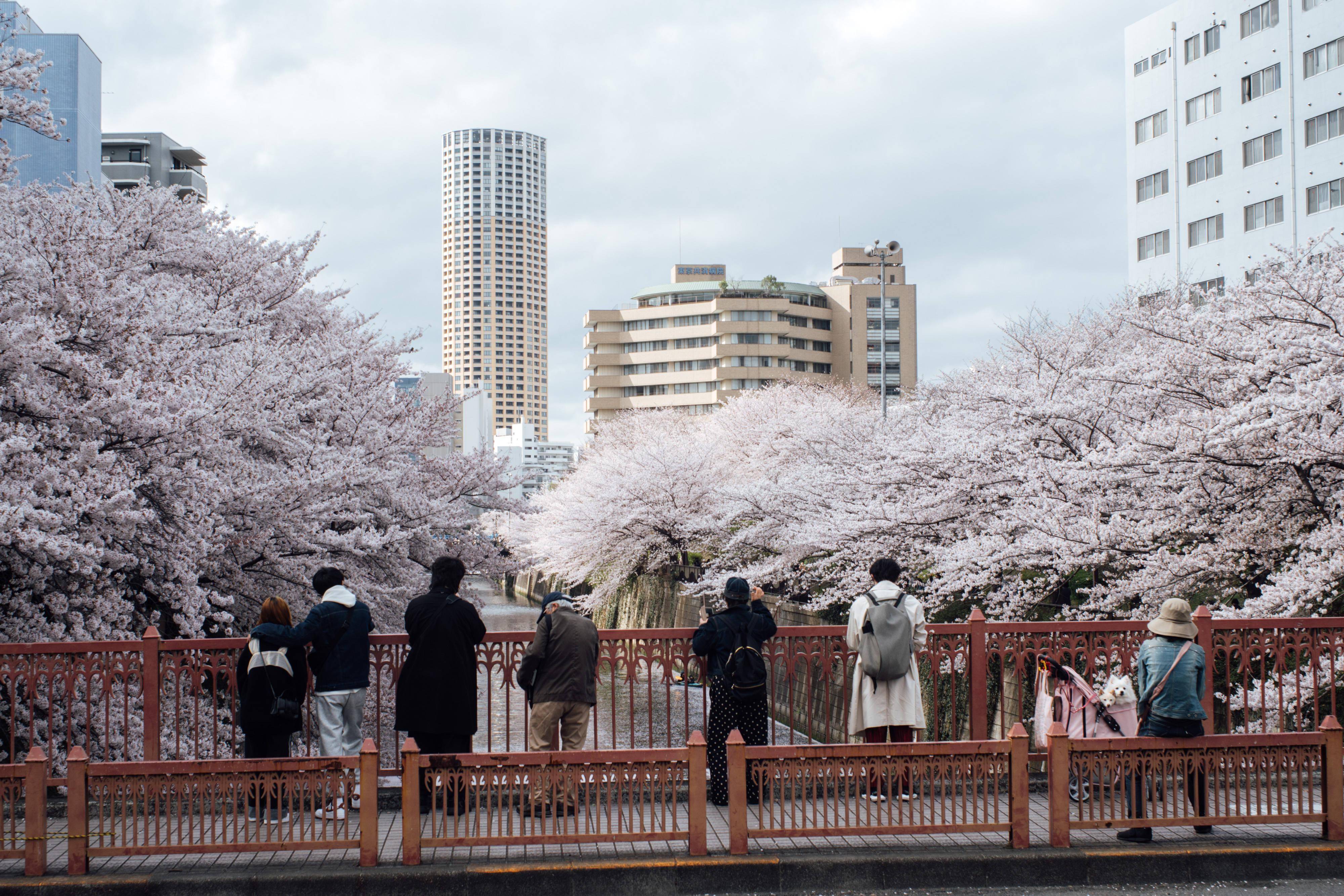 新华社记者 张笑宇 摄东京进入樱花季,不少市民走上街头赏樱