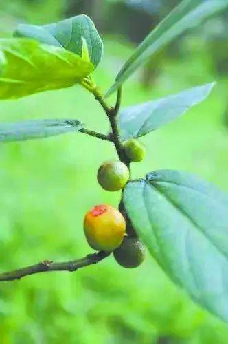 发现氢水种植提高五指毛桃有效成分含量