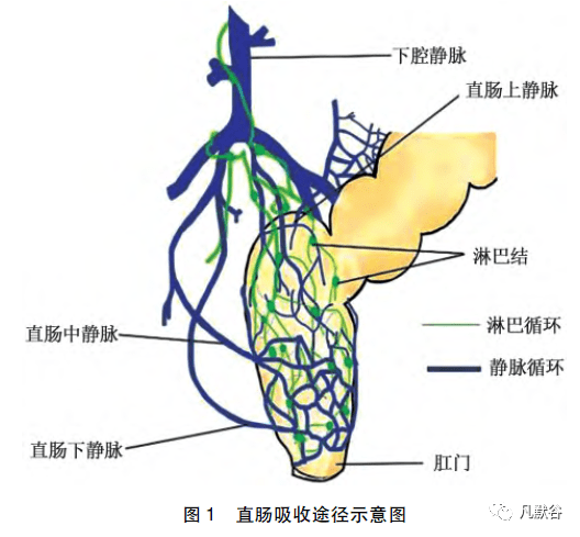 基于直肠给药系统的研究和最新进展