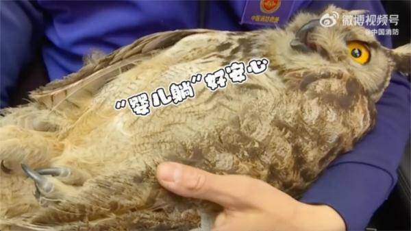 轻车熟路受伤猫头鹰搭顺风车二次投奔消防员
