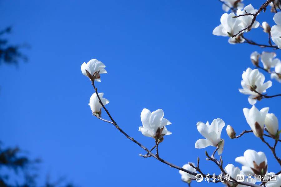 寻找最美春天日照万物皆苏醒静待暖阳来