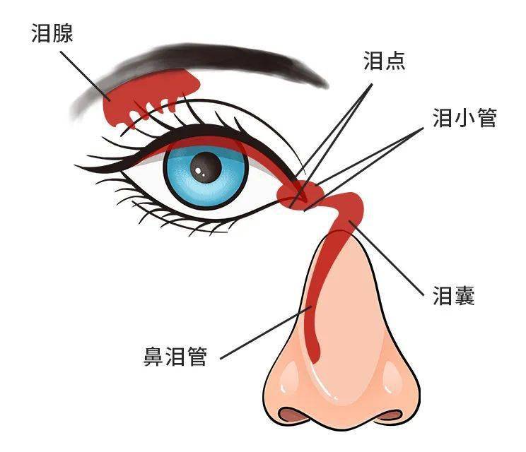 哭伤哪个脏器 来自搜狐网
