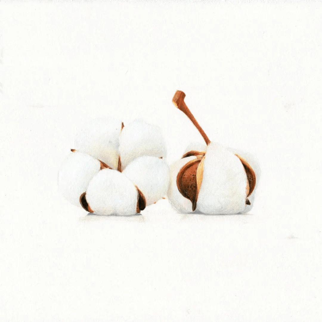 彩铅画教程雪白的彩铅棉花真好看