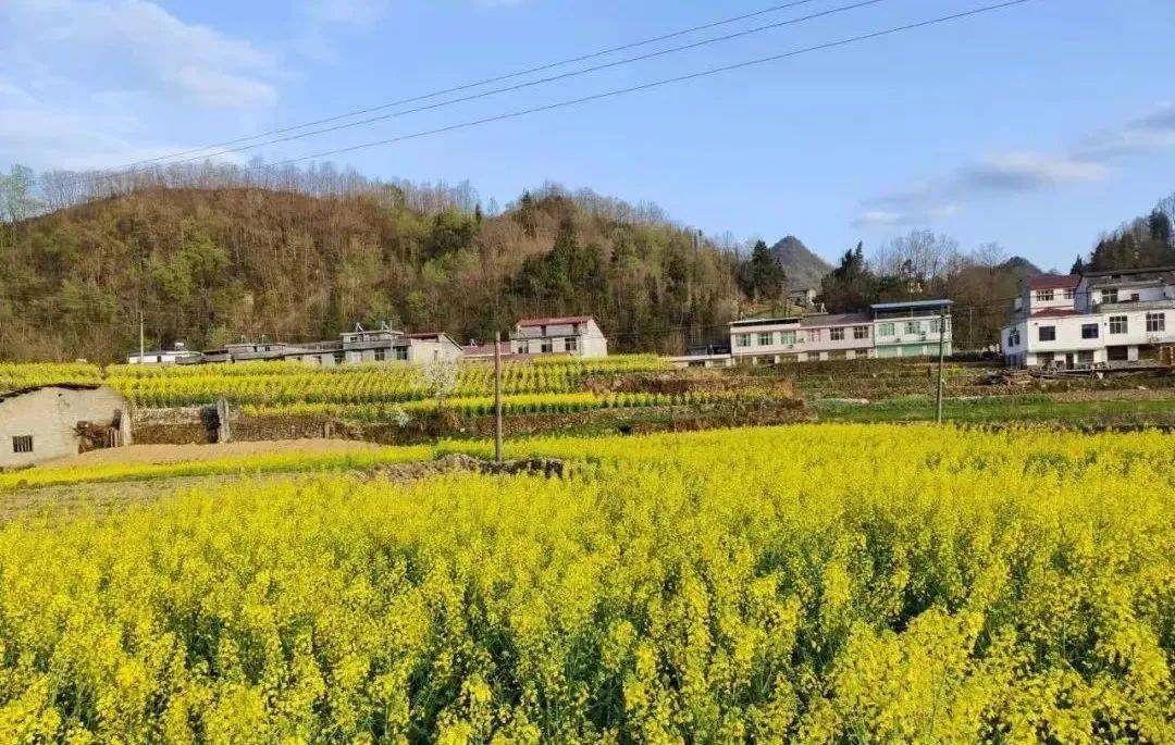 镇巴碾子大力发展特色农业产业助力乡村振兴