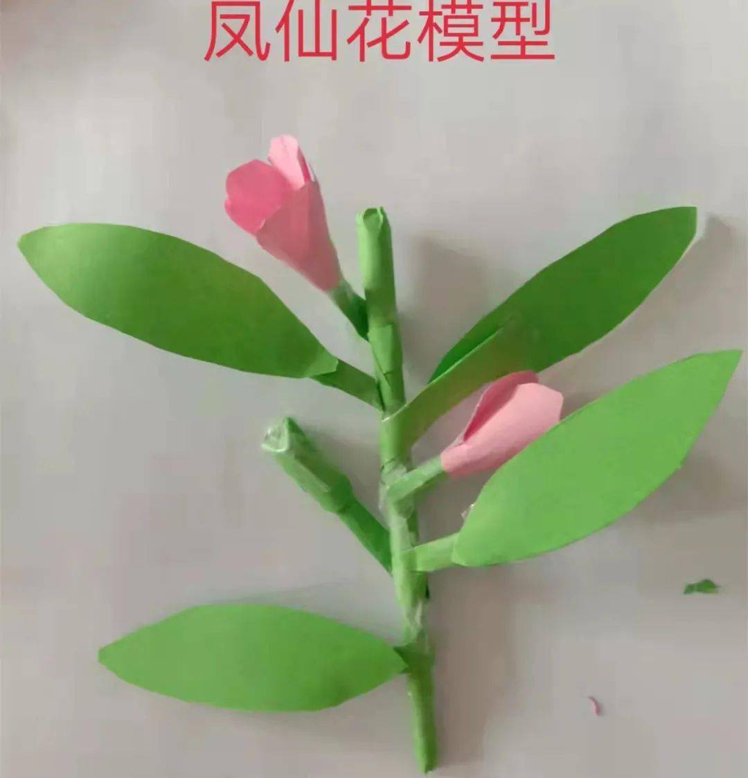 手工制作凤仙花模型图片