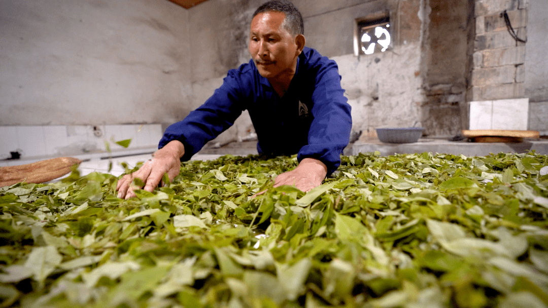 九龙山甜茶红军茶的守望与发展