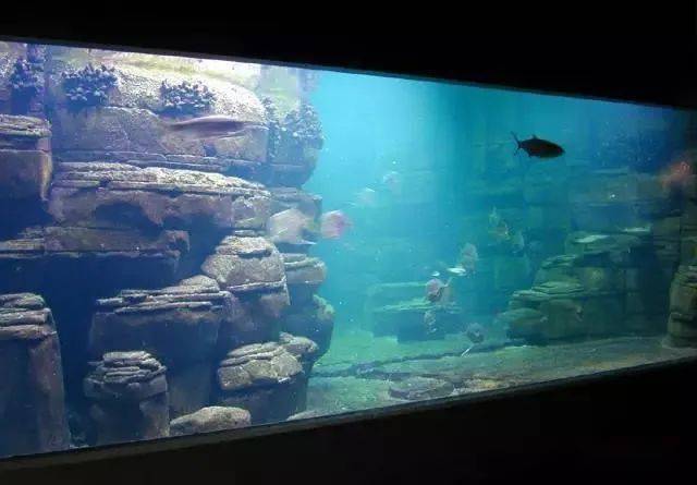 全世界不能错过的水族馆柏林水族馆