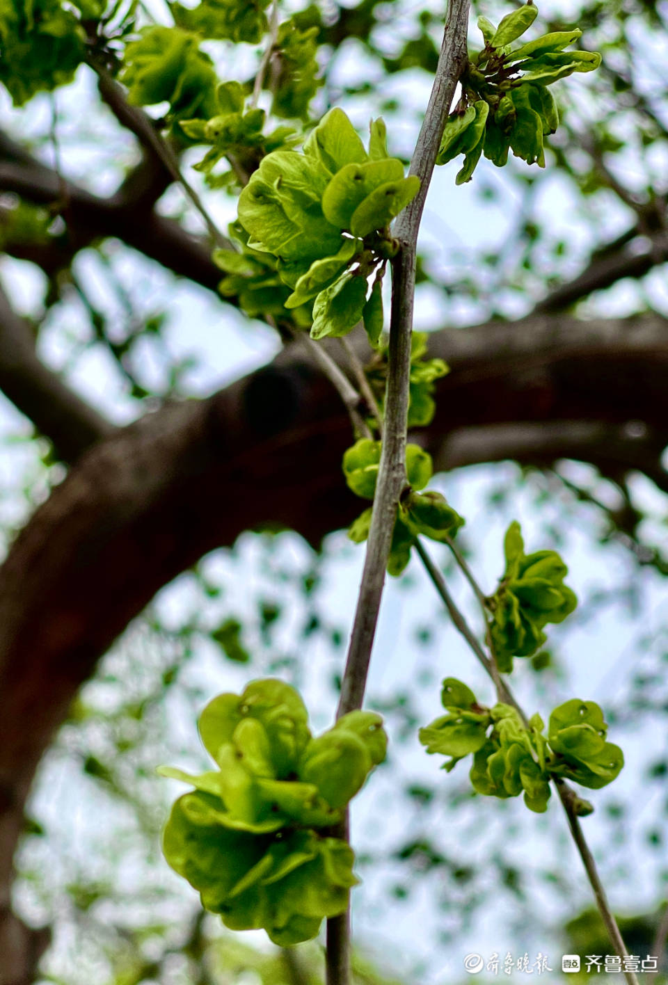 一簇簇嫩绿的榆钱寓意着吉祥富足