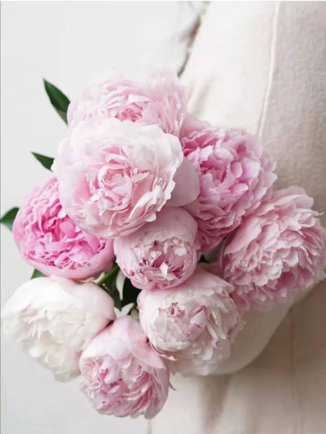 今日芍药萨拉伯恩哈特