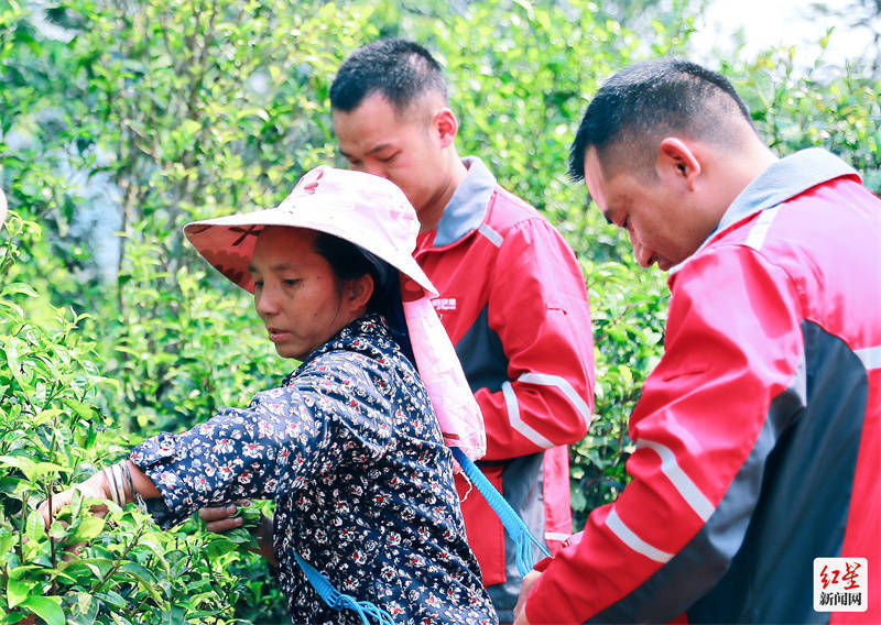 春季茶饮大数据报告：企业白领偏爱乌龙茶 