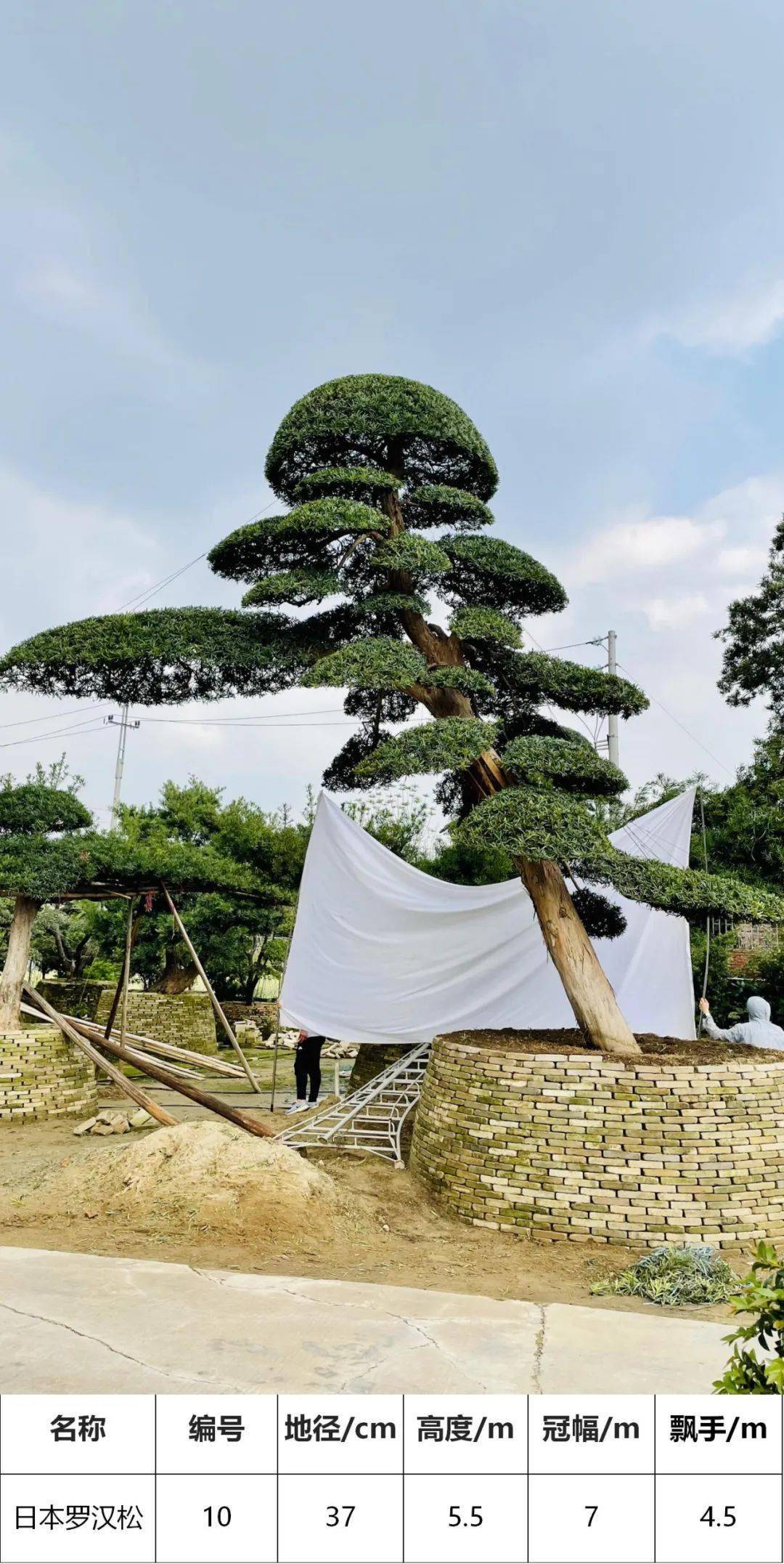 【马后花园】精选日本罗汉松,别墅,花园,庭院主景树!