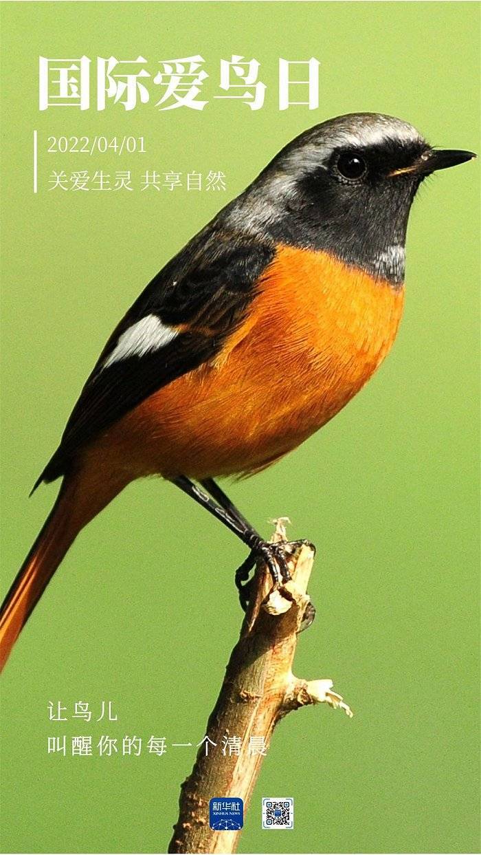 国际爱鸟日丨心与鸟儿齐飞一组高清海报请收好