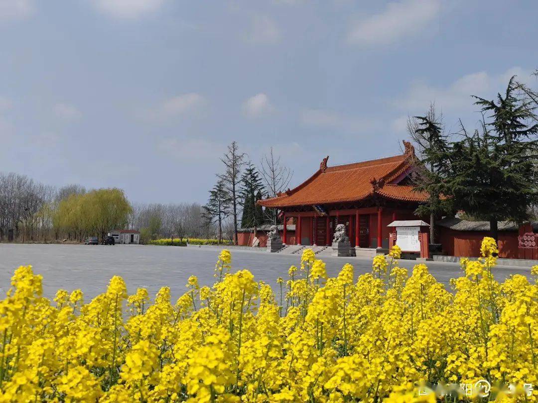 春遊江淮請您來丨老子故里天靜宮 油菜花開遍地香_亳州_渦陽_旅遊