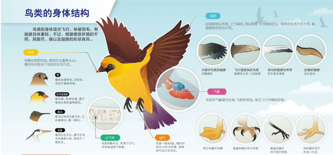 鸟扣解法图解图片