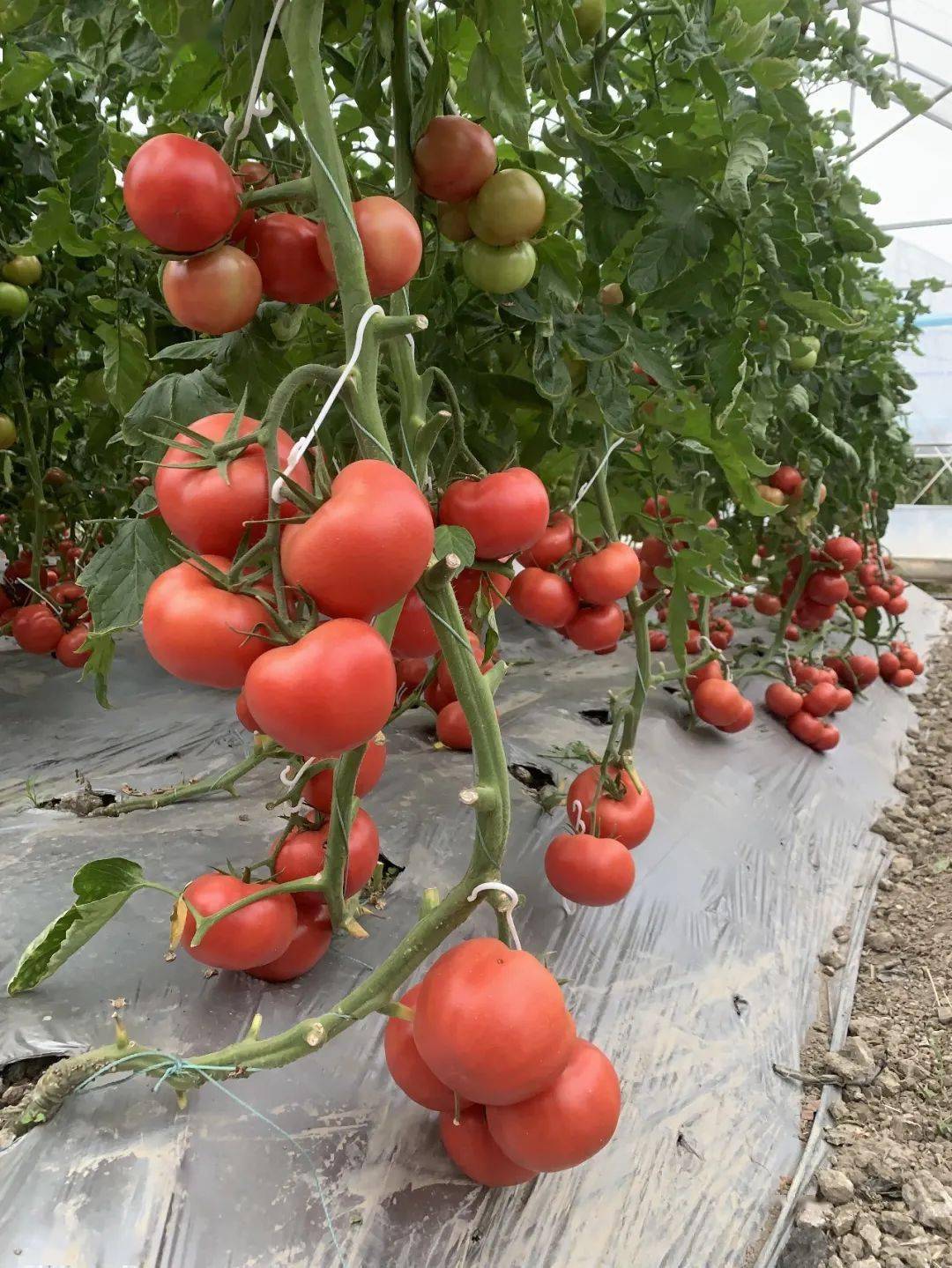 官宣!379个番茄品种集中亮相,十大优秀推荐品种出炉!已吸引25万人次观