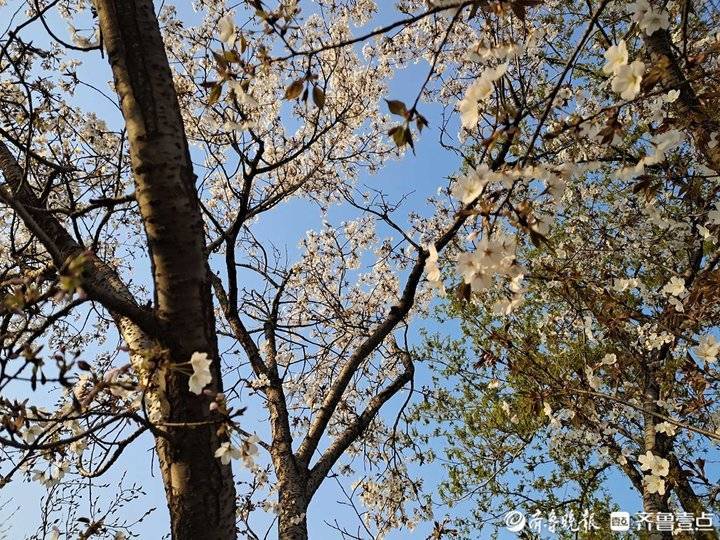 济南这些樱树是早樱还是晚樱?一般人傻傻分不清_花朵_牌子_白色