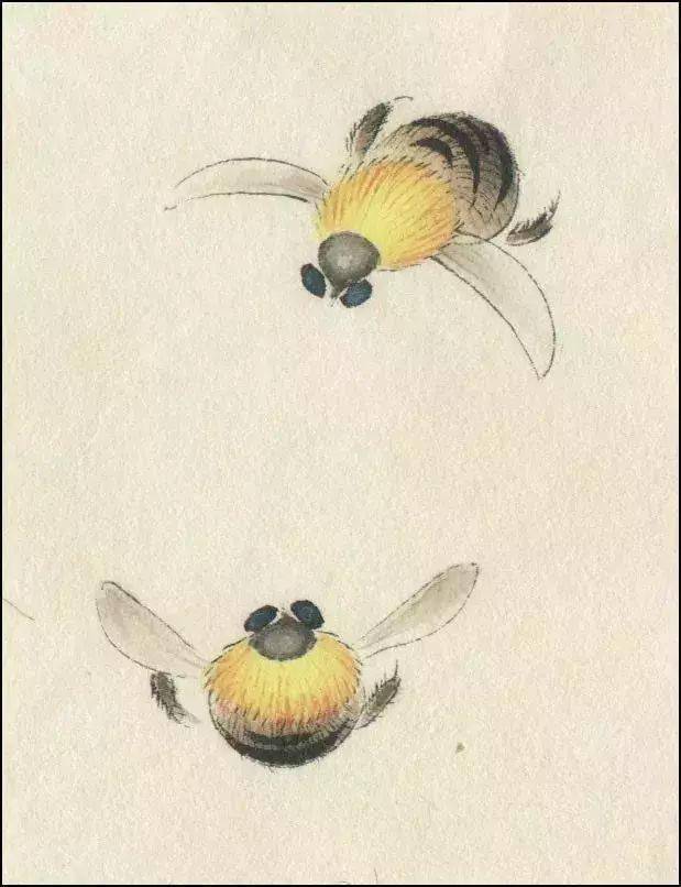 图文教程几步教你蜜蜂和牛蜂设色方法