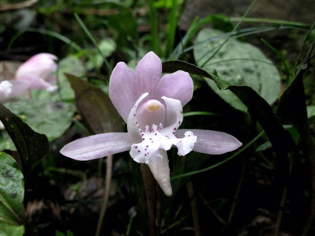 四明山独花兰盛放7朵金花宛若七仙女下凡起舞