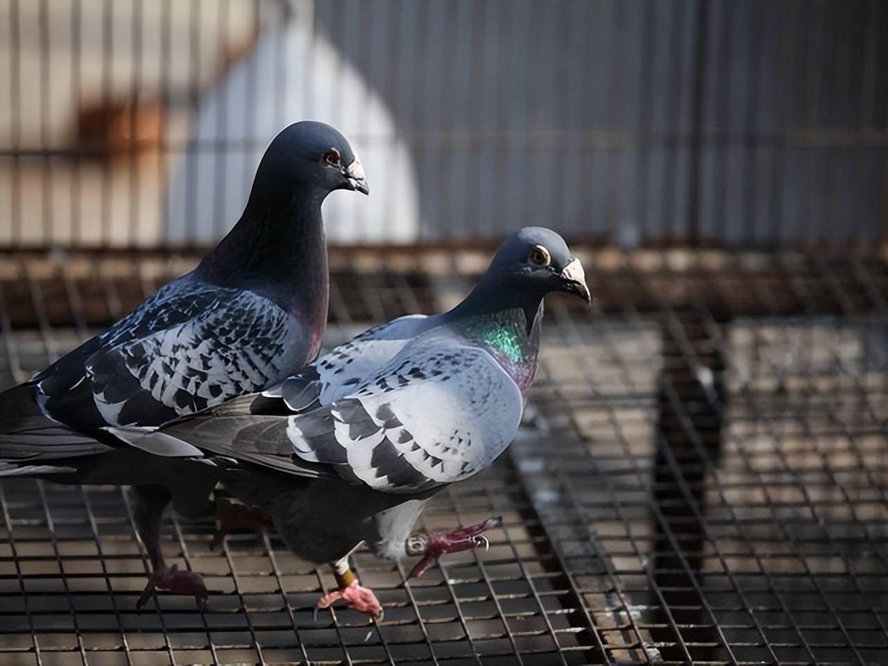 觉得鸽子的家飞速度很慢可以这么做
