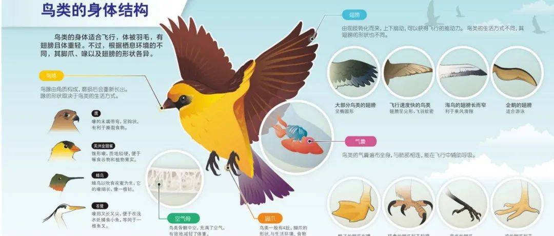 国际爱鸟日 | 鸟类知识,“鸟”解一下?_儿童_故事_鸟儿