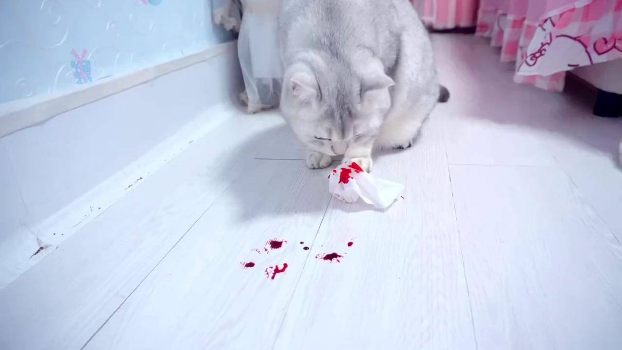 猫咪吐血死亡图片