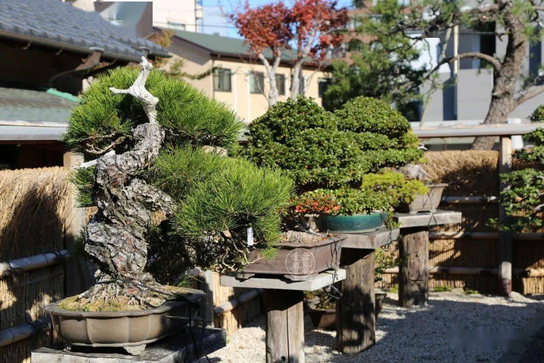 造价超10亿日本最美的盆景园