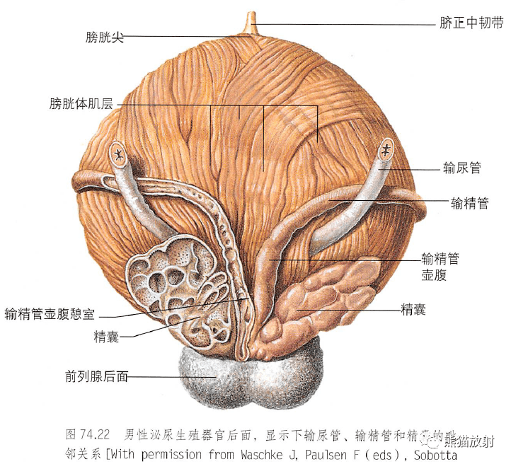 解剖丨脾腎上腺泌尿生殖發育腎和輸尿管