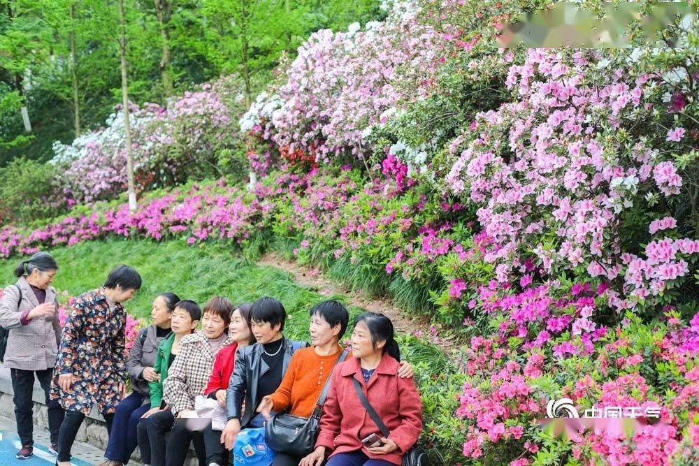 城事| 重慶平頂山公園20萬株杜鵑花盛開 五彩繽紛繪春景_沙坪壩_芬芳