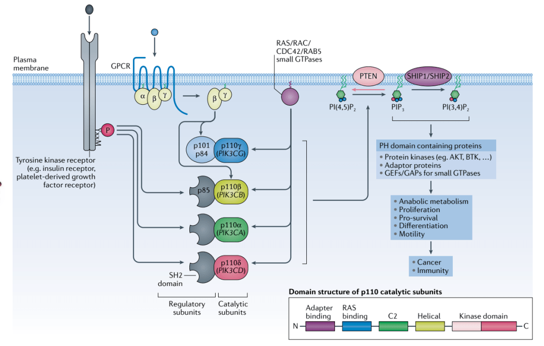 pi3k抑制剂的攻防战他山之石可以攻玉