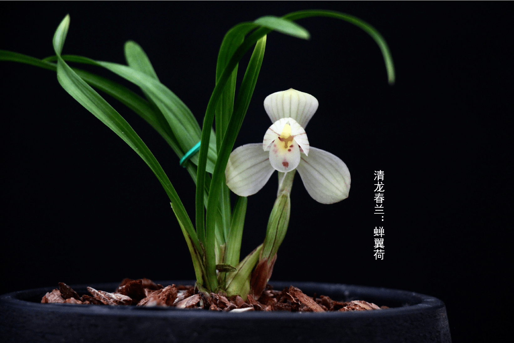 绿水漾兰香清风摇石斛访福建省三明市清龙生态兰花有