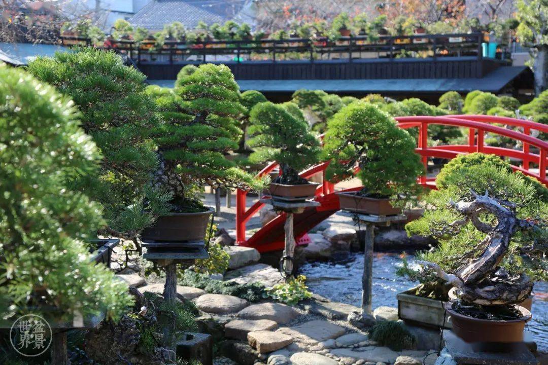 造价超10亿日本最美的盆景园