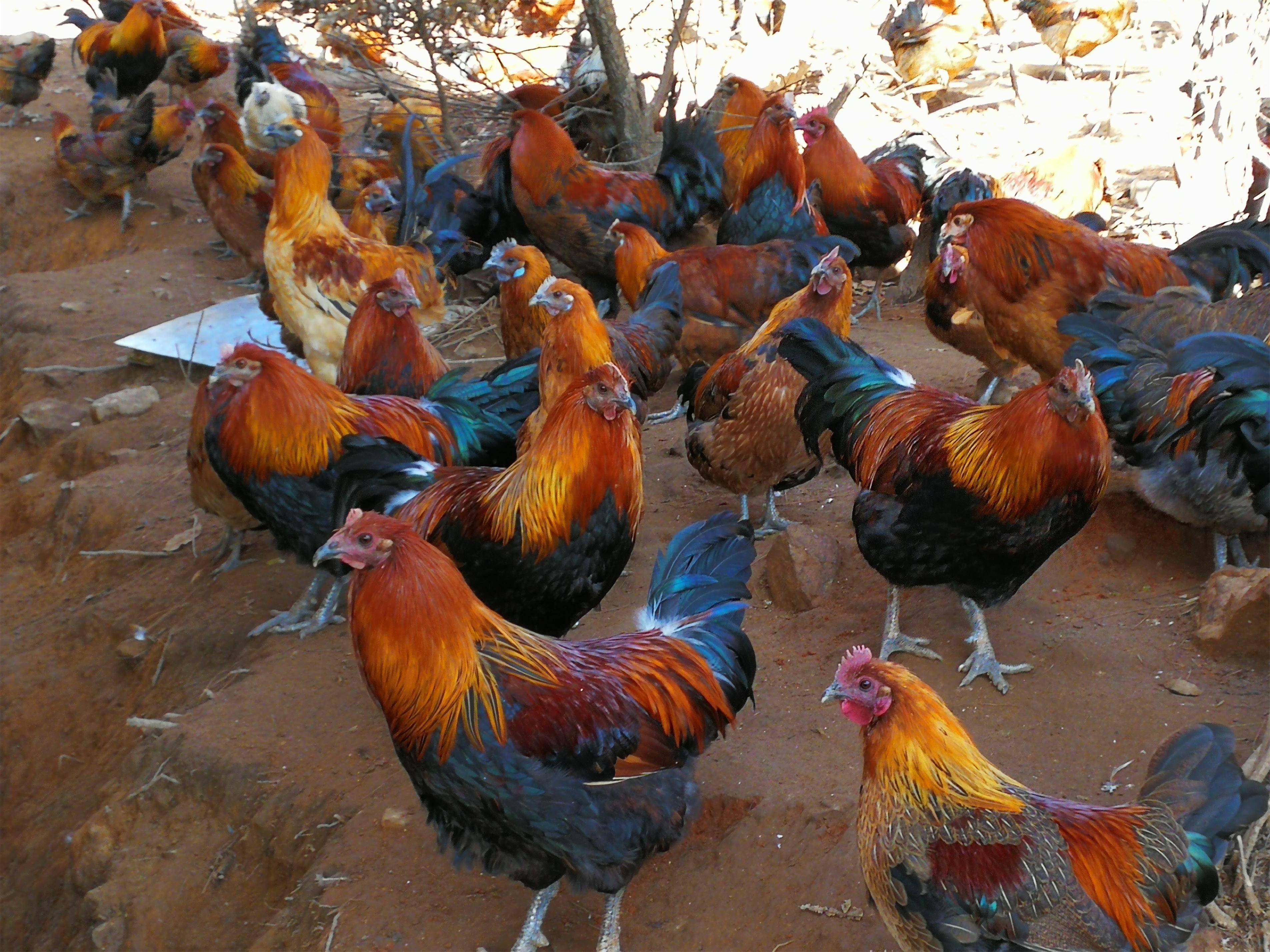 5亿元,增长8%,高原特色生猪,牛,羊,武定鸡出栏分别达47.7万头,3.