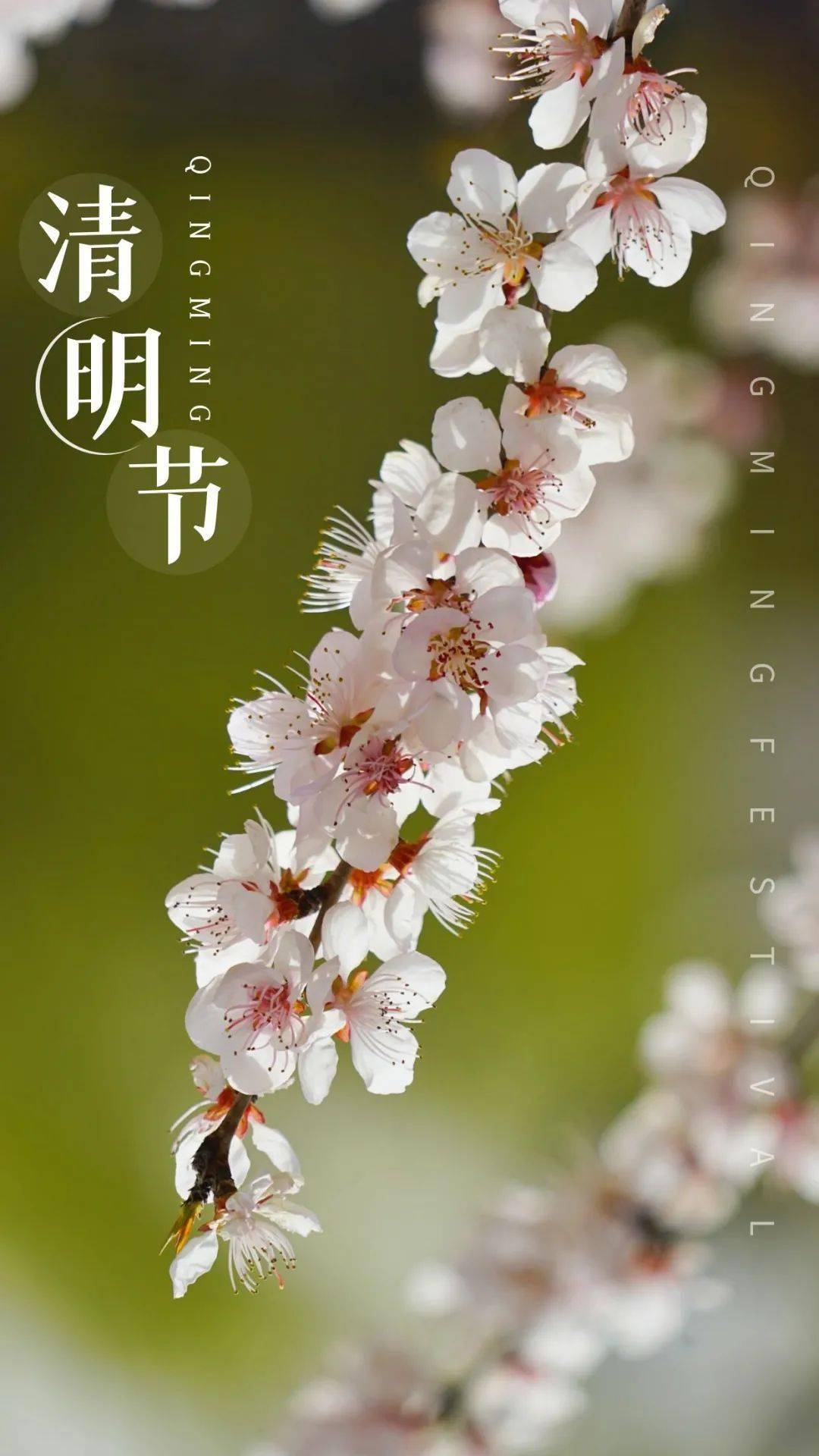 清明节海报封面为你准备好了