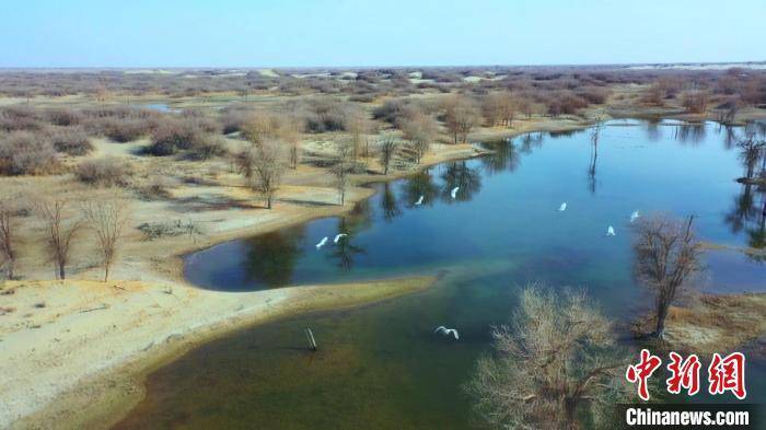 新疆塔里木河流域候鳥蹁躚胡楊水鳥展現春意盎然圖