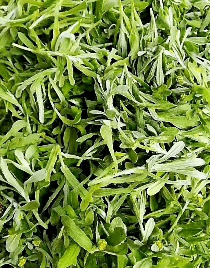 春日尝鲜教你制作棉菜饼