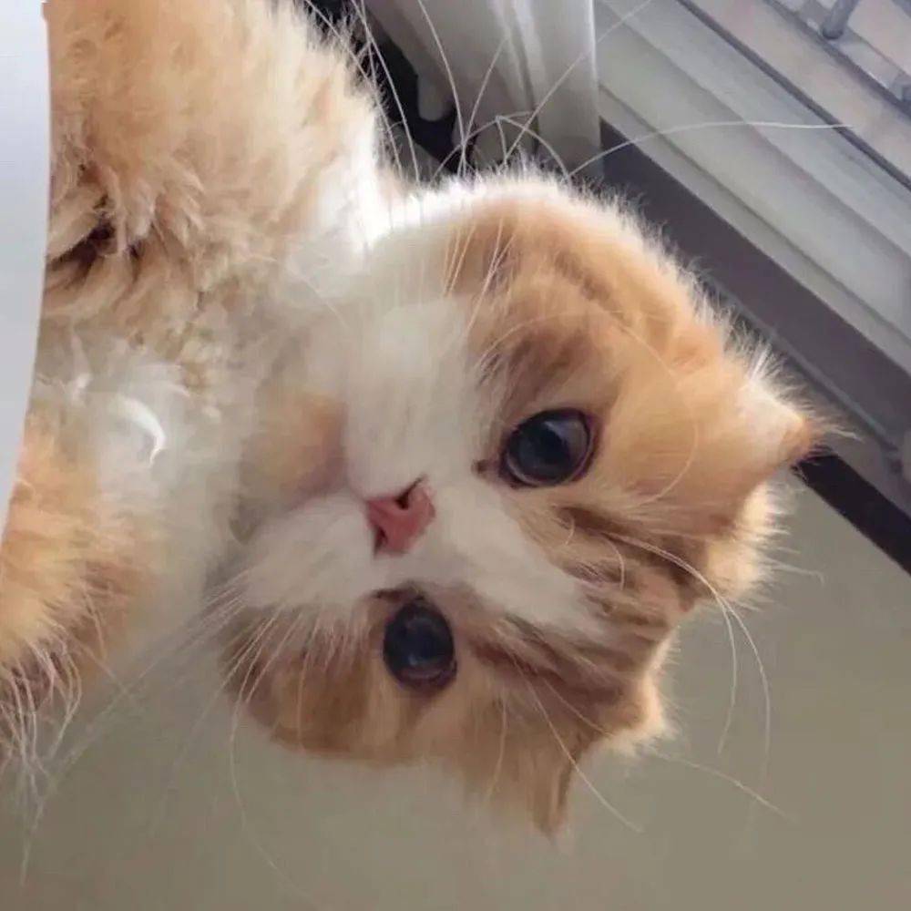 可爱猫咪头像咪咪喵头像