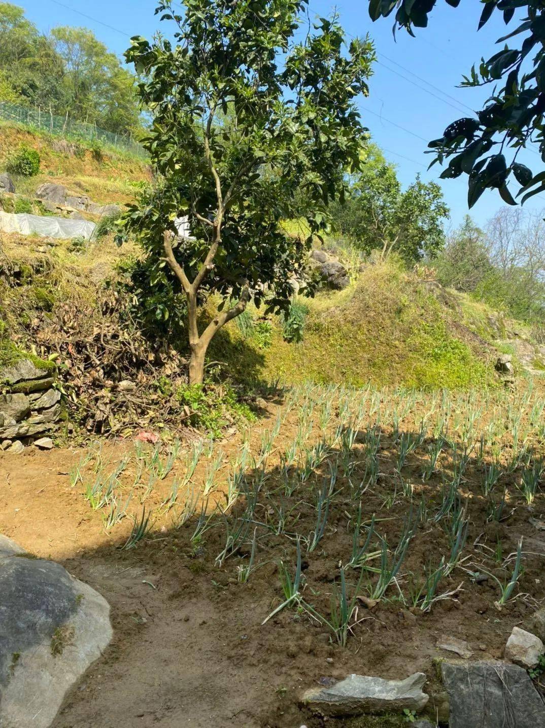 网友问:你们会给四代以上的祖坟包坟吗?