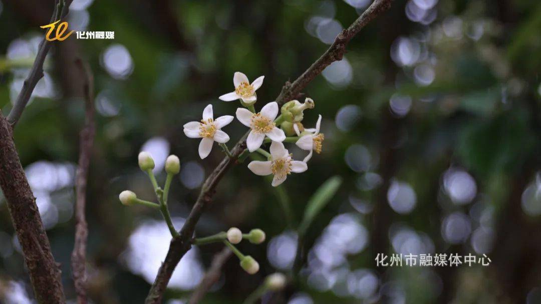 春天里的 第一桶 橘红花蜜 蜂蜜 仔下 新安 春天里的 第一桶 橘红花蜜 蜂蜜 仔下 新安
