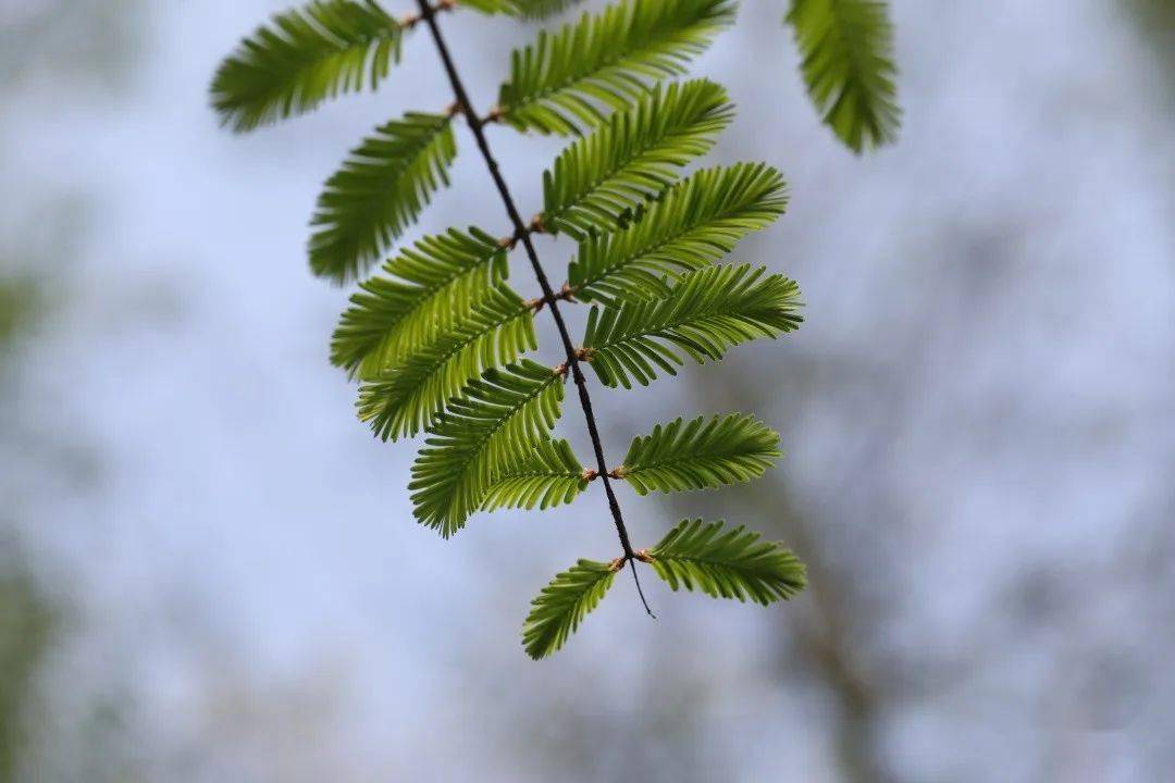 观察一棵树-水杉(20)